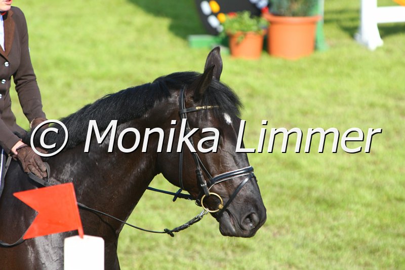 005M3886_Scheitan_Springpferde A.JPG